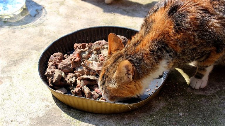 atasözleri, ciğer, doğal beslenme, evcil hayvan, evde kedi, hayvan dostları, hayvan sağlığı, kedi bakımı, kedi beslenmesi, kedi sevgisi, mutlu kedi, sokak kedisi, veteriner önerisi