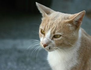 dokuz canlı, evcil kedi, evde kedi, kaju, kaybolan kedi, kedi bakımı, kedi hikayesi, kedi macerası, kedi sağlık, sokak kedisi, veteriner ziyareti